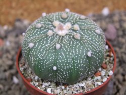 Astrophytum asterias X red flower oibo akabana, pot 6,5 cm - 12399753