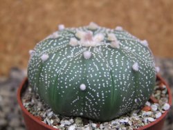 Astrophytum asterias X red flower oibo akabana, pot 6,5 cm - 12399754