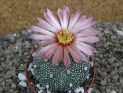 Astrophytum asterias X red flower oibo akabana, pot 6,5 cm