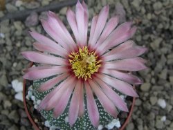 Astrophytum asterias X red flower oibo akabana, pot 6,5 cm - 12399762