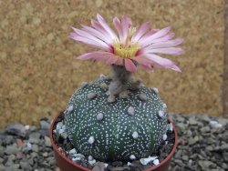 Astrophytum asterias X red flower oibo akabana, pot 6,5 cm - 12399763