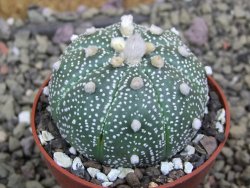 Astrophytum asterias X red flower oibo akabana, pot 6,5 cm - 12399764