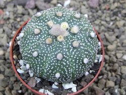 Astrophytum asterias X red flower oibo akabana, pot 6,5 cm - 12399765