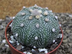 Astrophytum asterias X red flower oibo akabana, pot 6,5 cm - 12399766