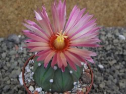 Astrophytum asterias X red flower oibo akabana, pot 6,5 cm