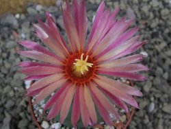 Astrophytum asterias X red flower oibo akabana, pot 6,5 cm - 12399768