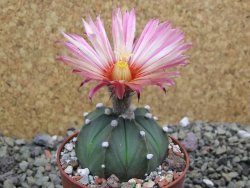 Astrophytum asterias X red flower oibo akabana, pot 6,5 cm - 12399769