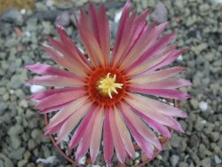 Astrophytum asterias X red flower oibo akabana, pot 6,5 cm - 12399770