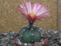 Astrophytum asterias X red flower oibo akabana, pot 6,5 cm - 12399771