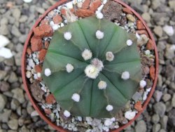 Astrophytum asterias X red flower oibo akabana, pot 6,5 cm - 12399772