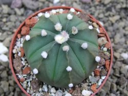 Astrophytum asterias X red flower oibo akabana, pot 6,5 cm - 12399773