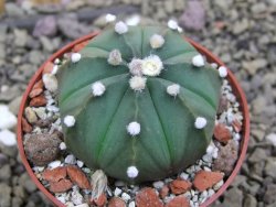 Astrophytum asterias X red flower oibo akabana, pot 6,5 cm - 12399774