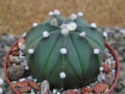 Astrophytum asterias X red flower oibo akabana, pot 6,5 cm - 12399775