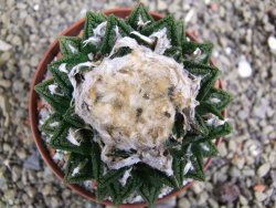 Ariocarpus fissuratus hintonii Matehuala XXL pot 9 cm - 12399799