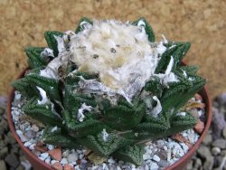 Ariocarpus fissuratus hintonii Matehuala XXL pot 9 cm - 12399800