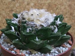 Ariocarpus fissuratus hintonii Matehuala XXL pot 9 cm - 12399801