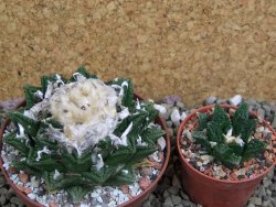 Ariocarpus fissuratus hintonii Matehuala XXL pot 9 cm - 12399803