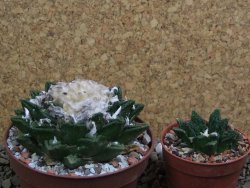 Ariocarpus fissuratus hintonii Matehuala XXL pot 9 cm - 12399804