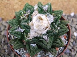 Ariocarpus fissuratus hintonii Matehuala XXL pot 8 cm - 12399807