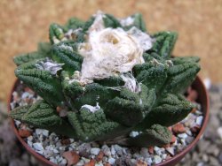 Ariocarpus fissuratus hintonii Matehuala XXL pot 8 cm - 12399808