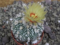 Astrophytum Hanazano Kabuto pot 5,5 cm - 12399809