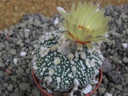 Astrophytum Hanazano Kabuto pot 5,5 cm - 12399810