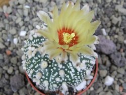 Astrophytum Hanazano Kabuto pot 5,5 cm - 12399811