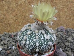 Astrophytum Hanazano Kabuto pot 5,5 cm