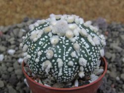 Astrophytum Hanazano Kabuto pot 5,5 cm - 12399813