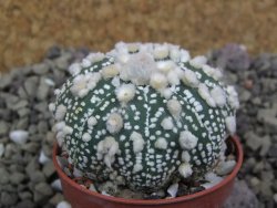 Astrophytum Hanazano Kabuto pot 5,5 cm - 12399814