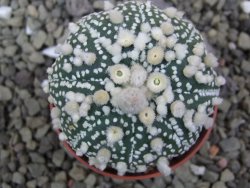 Astrophytum Hanazano Kabuto pot 5,5 cm - 12399815