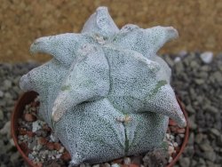 Asrophytum coahuilense Hakuran pot 8 cm - 12399840