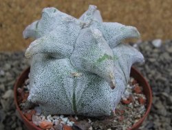 Asrophytum coahuilense Hakuran pot 8 cm - 12399845