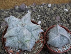 Asrophytum coahuilense Hakuran pot 8 cm - 12399847