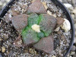 Ariocarpus lloydii pot 5,5 cm