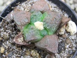 Ariocarpus lloydii pot 5,5 cm - 12399849