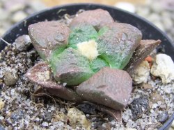 Ariocarpus lloydii pot 5,5 cm - 12399850