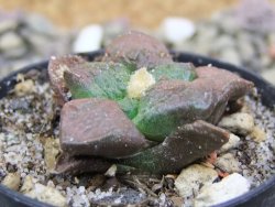 Ariocarpus lloydii pot 5,5 cm - 12399851