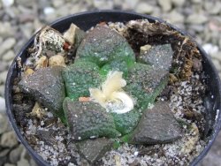 Ariocarpus lloydii pot 5,5 cm - 12399853