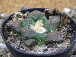 Ariocarpus lloydii pot 5,5 cm - 12399854