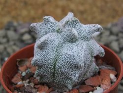 Asrophytum coahuilense Hakuran pot 5,5 cm