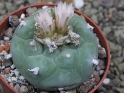 Lophophora fricii Viesca pot 6,5 cm - 12399866