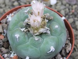 Lophophora fricii Viesca pot 6,5 cm - 12399867