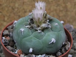 Lophophora fricii Viesca pot 6,5 cm