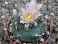 Lophophora viridescens pot 5,5 cm - 12399869