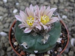 Lophophora viridescens pot 5,5 cm - 12399870