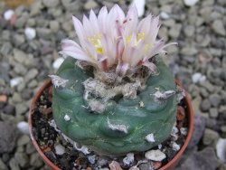 Lophophora viridescens pot 5,5 cm - 12399871