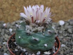 Lophophora viridescens pot 5,5 cm