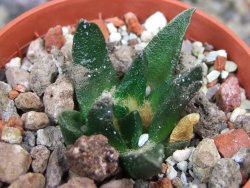 Ariocarpus scapharostrus Rayones, pot 5,5 cm