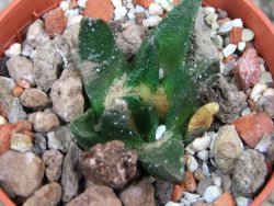 Ariocarpus scapharostrus Rayones, pot 5,5 cm - 12399874